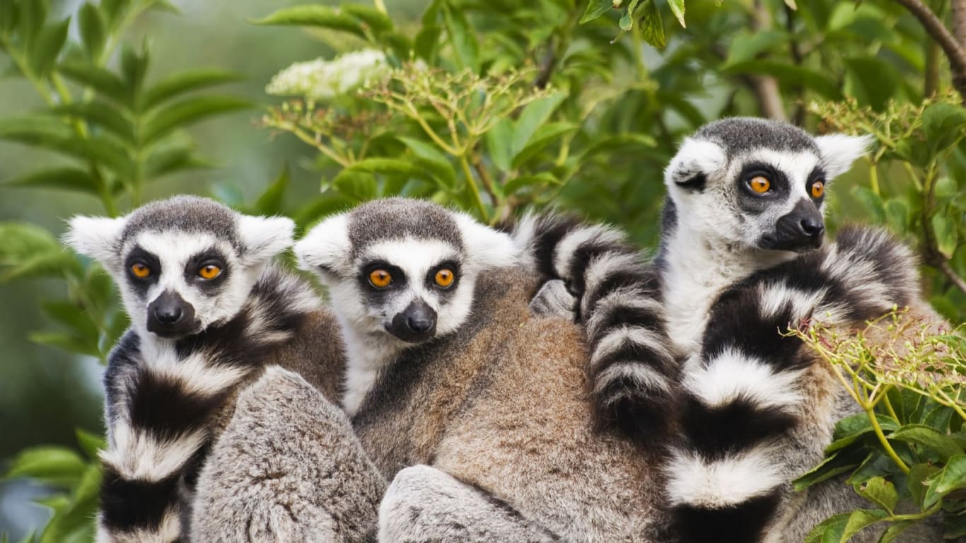 Lemurs Names In Madagascar