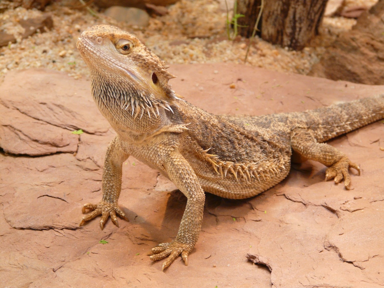 Do Bearded Dragons Like To Be Held