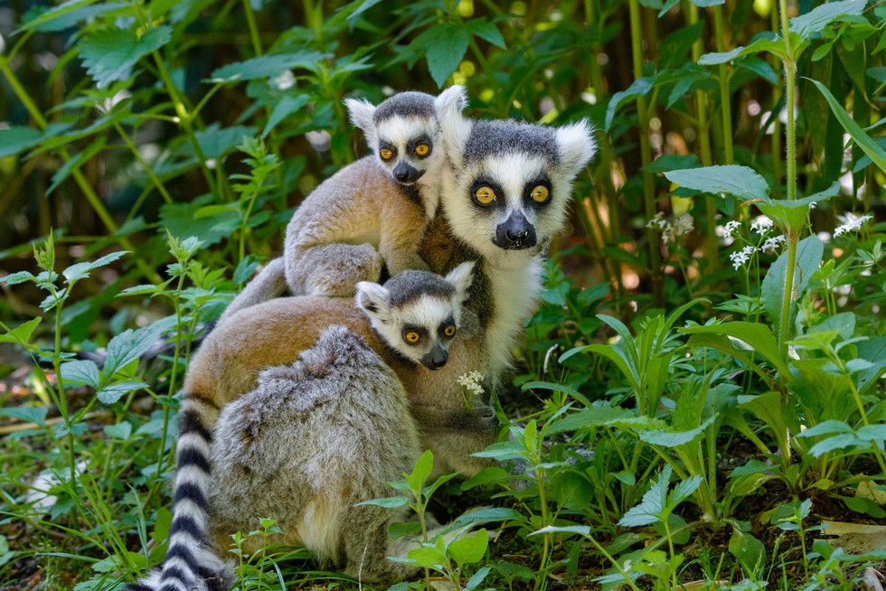 Lemurs Names In Madagascar