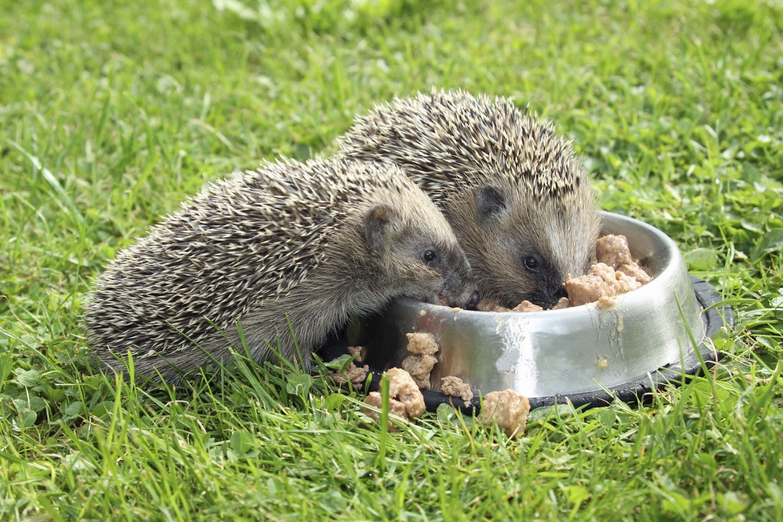 Can Hedgehogs Eat Cat Food
