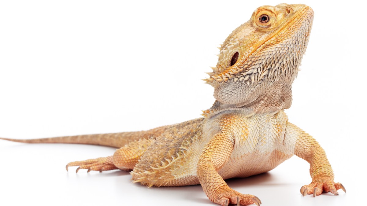 Do Bearded Dragons Like To Be Pets