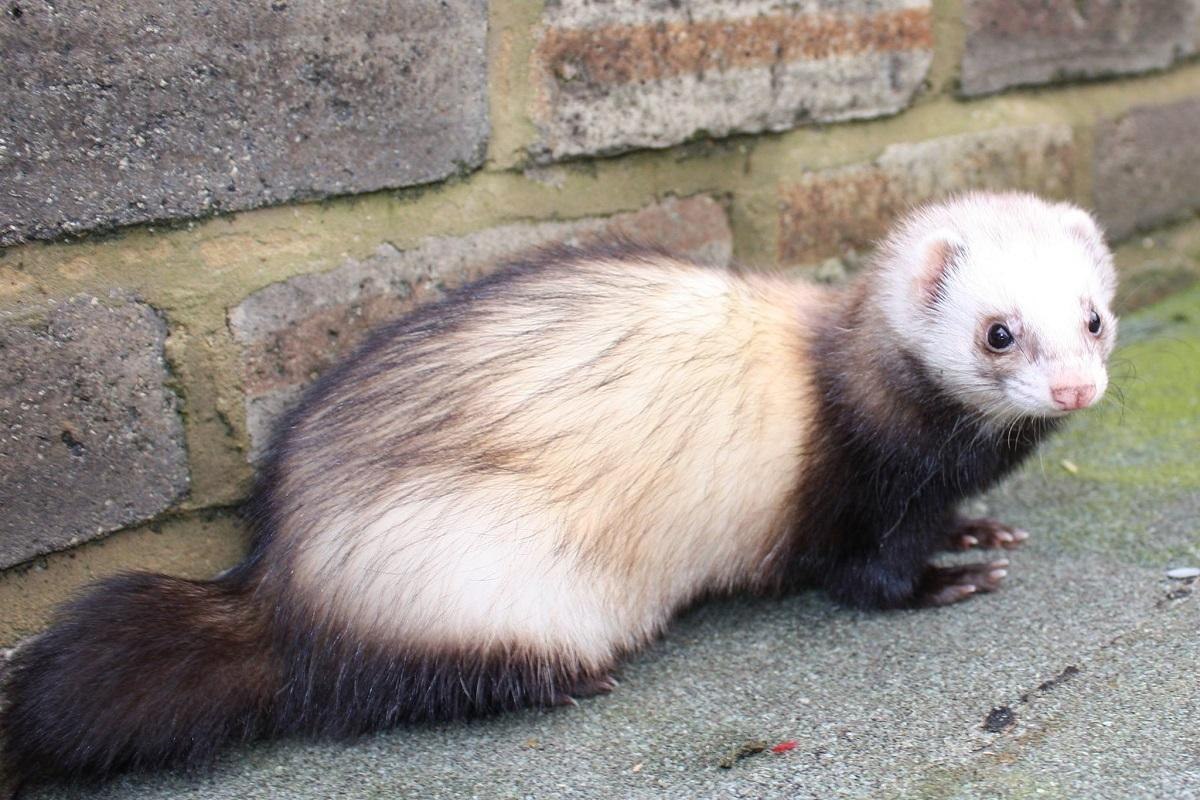 Do Ferrets Like Water