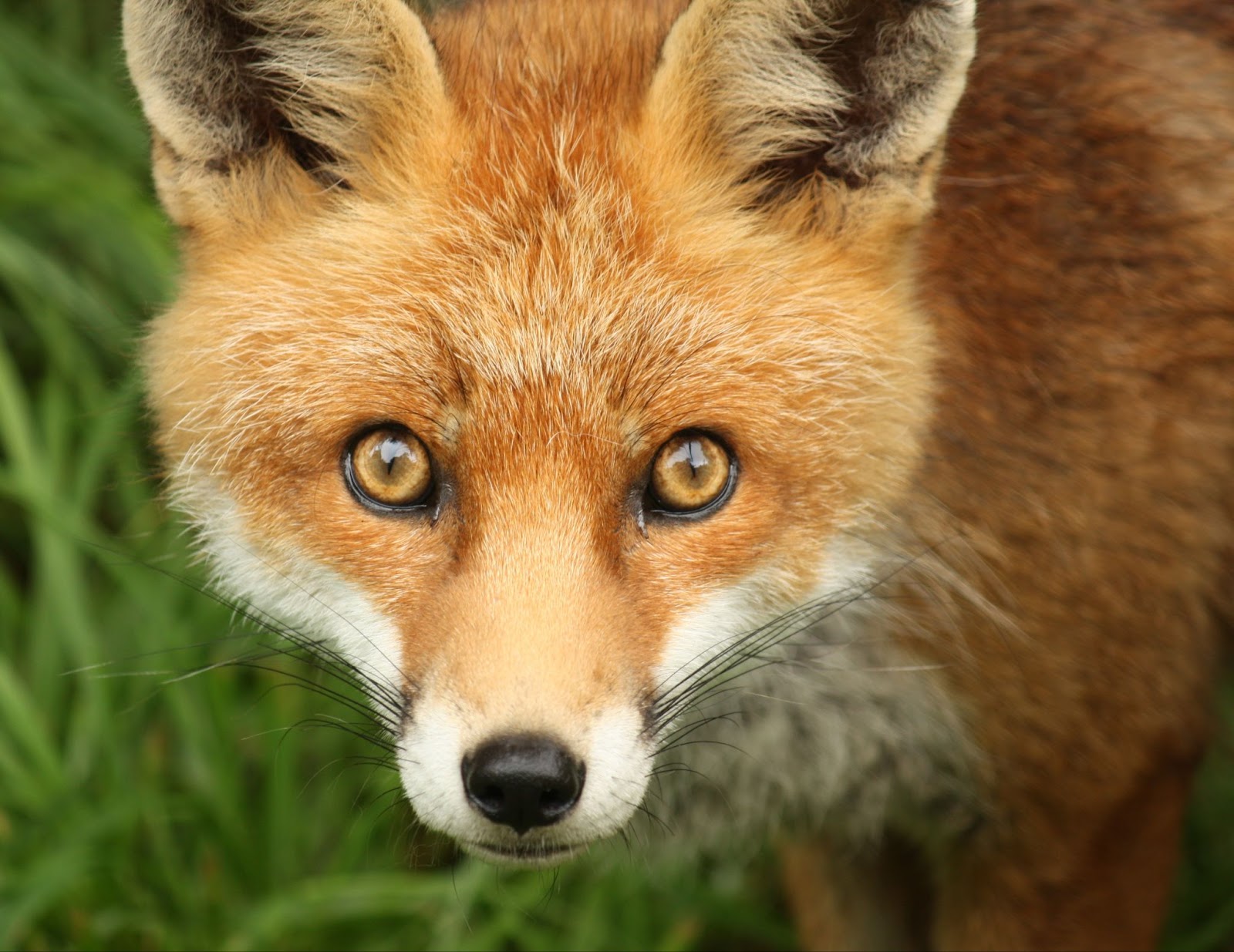 What Color Are Foxes Eyes