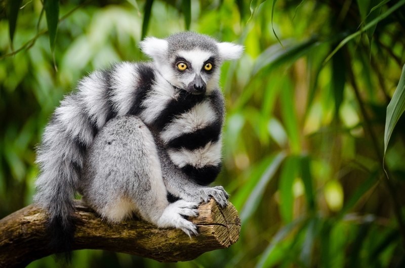 Lemurs Names In Madagascar