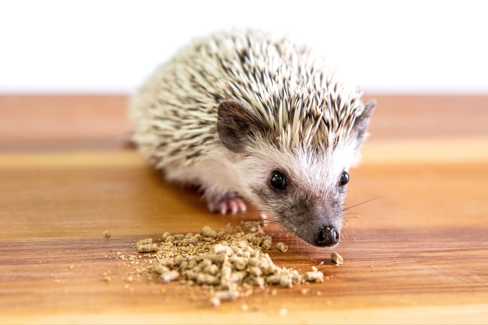 Can Hedgehogs Eat Cat Food