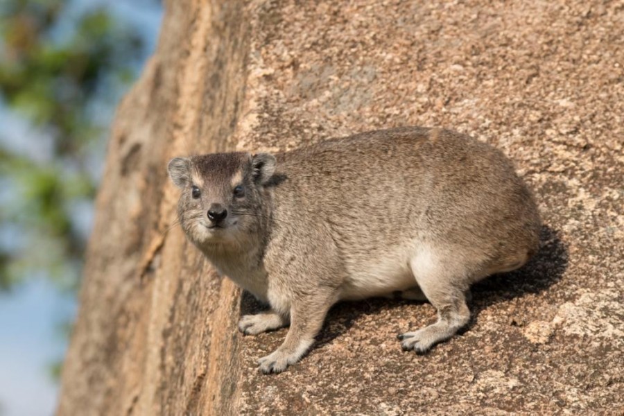Hyrax