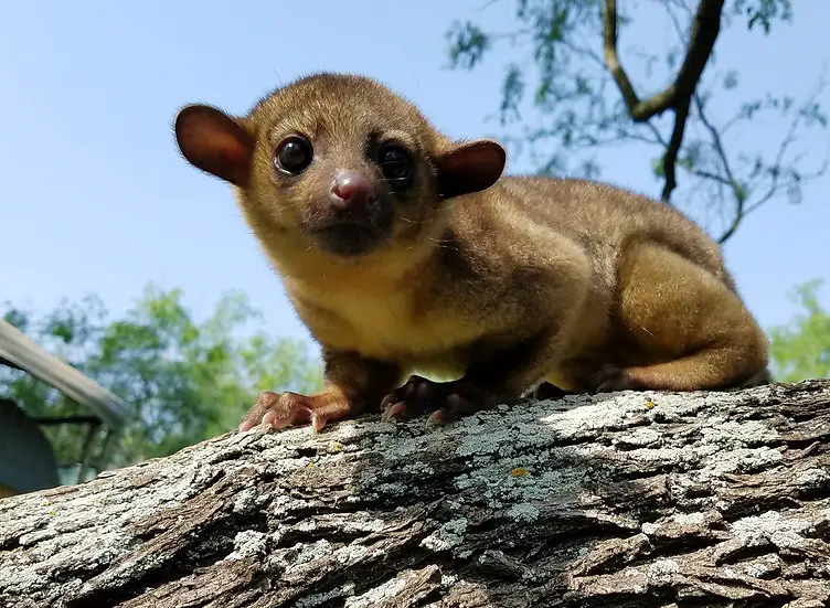 Kinkajou