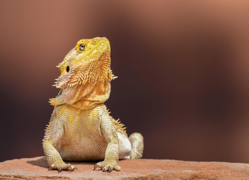 Do Bearded Dragons Like To Be Held