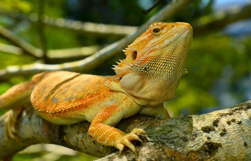 Do Bearded Dragons Like To Be Pets