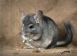 Can Chinchilla Live Alone