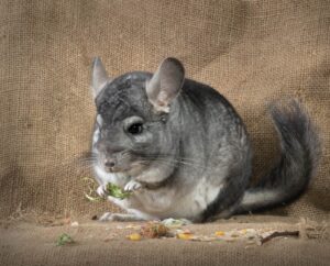 Can Chinchilla Live Alone