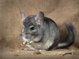 Can Chinchilla Live Alone