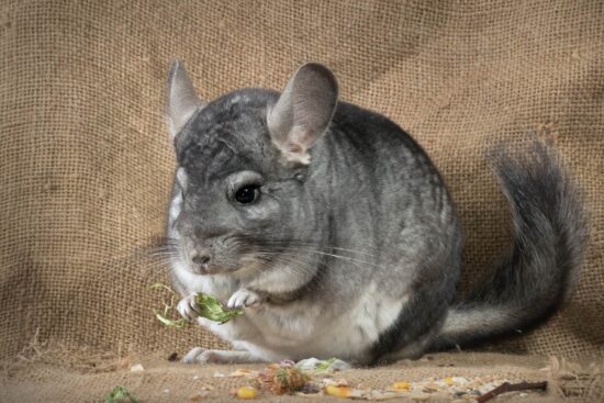 Can Chinchilla Live Alone