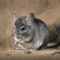 Can Chinchilla Live Alone