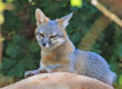 Foxes Gray