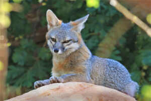 Foxes Gray