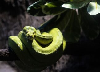 Snakes Sleeping