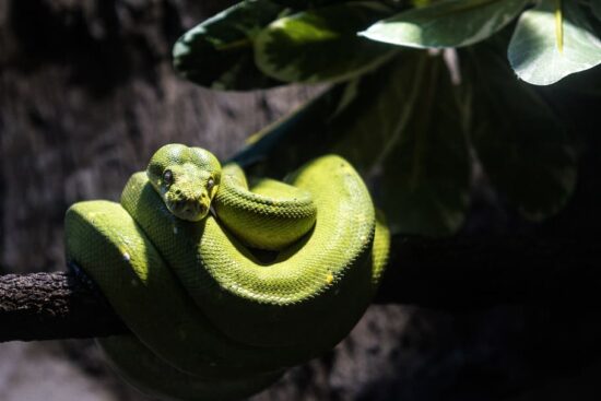 Snakes Sleeping