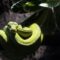 Snakes Sleeping