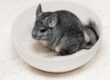 Chinchilla Fun