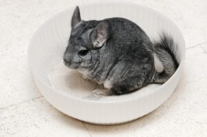 Chinchilla Fun