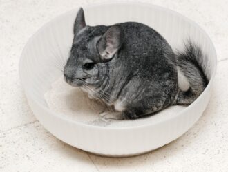Chinchilla Fun