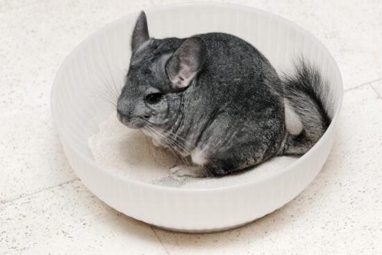 Chinchilla Fun
