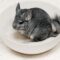 Chinchilla Fun