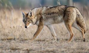 Foxes Scream
