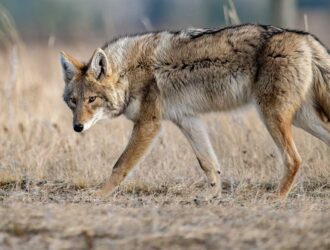 Foxes Scream