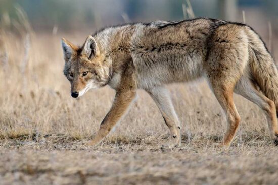 Foxes Scream