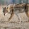 Foxes Scream